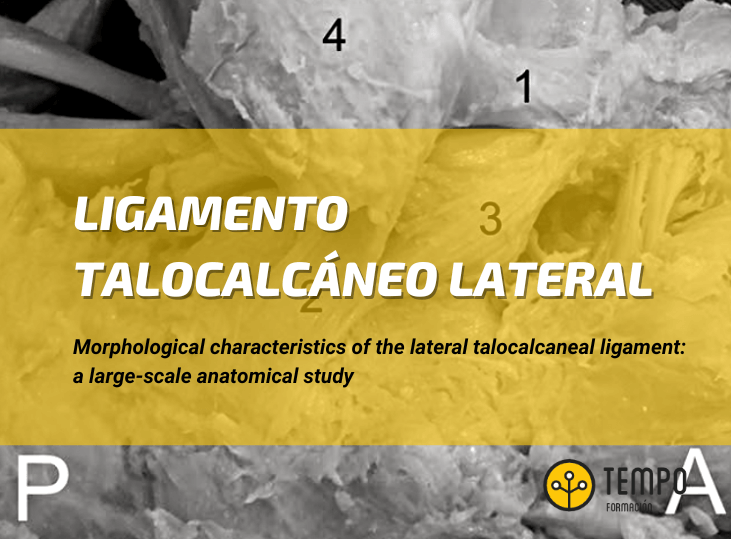 ligamento-talocalcaneo-lateral